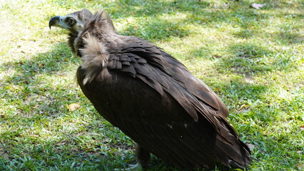 european black vulture|Aegypius monachus|黑兀鷲