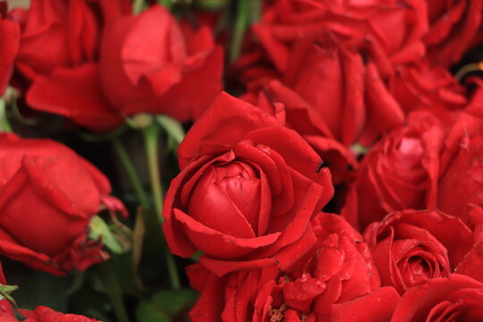 Red roses close up. Background.