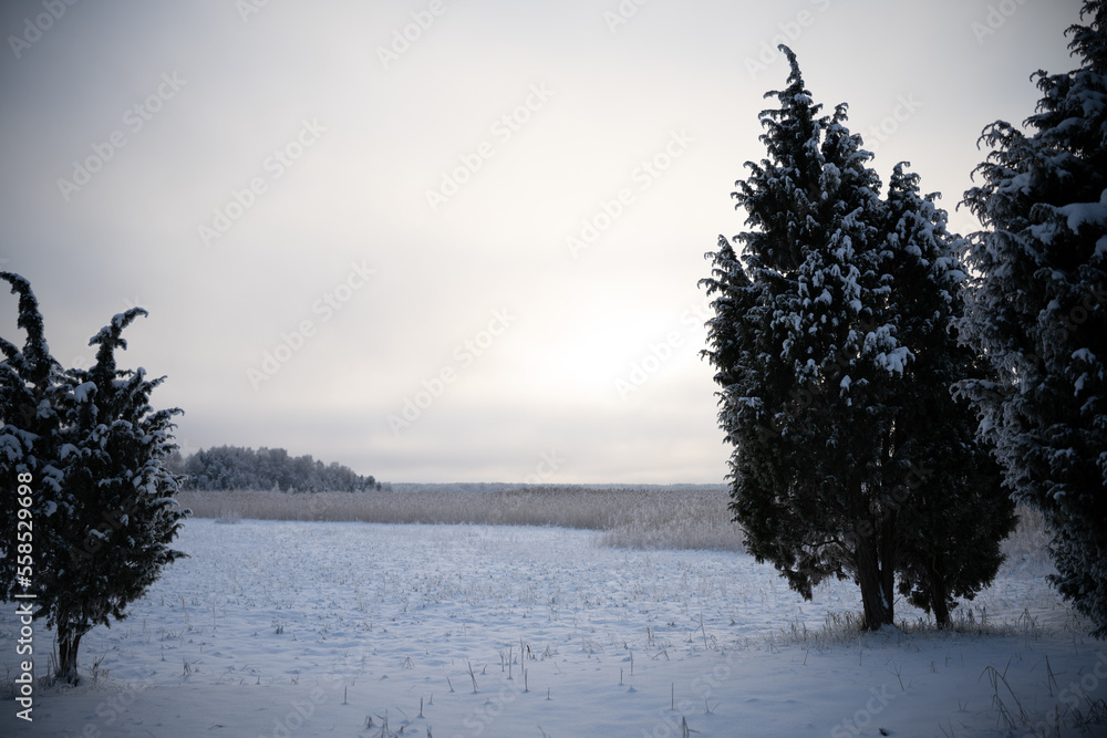 Aufkleber a snowy landscape with trees and a field in the distance with snow on the ground and grass in the fo