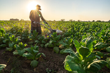 Agriculture Tobacco cultivates is tilling the soil with a tiller to get rid of pests and add fertilizer. Mini Tiller. Technology concept for Agriculture