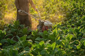 Close-up of farmers are using tillage machines to kill pests and fertilize tobacco fields. Mini Tiller. Technology concept for Agriculture