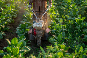 Close-up of tillage machine in tobacco plantation. ploughing soil. Mini Tiller. Technology concept...