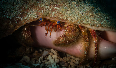 White-spotted hermit crab (Dardanus megistos) on the reef on the Dutch Caribbean island of Sint Maarten