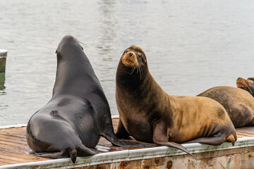 Sea lions on a pier in San Francisco.