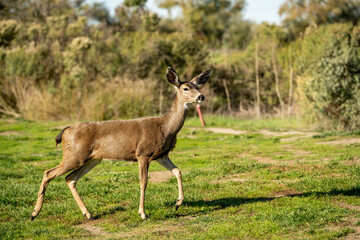 Naklejka na ściany i meble California Mule Deer (Odocoileus hemionus californicus) in its natural habitat.