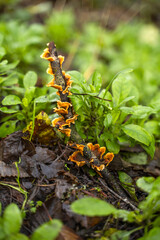 Stereum hirsut (False turkey-tail) grow on a branch.