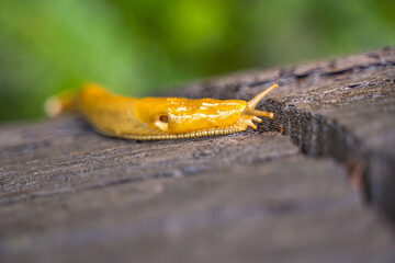 California banana slug crawling over stump.