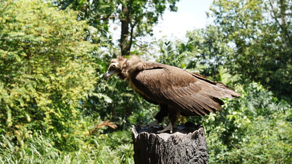european black vulture|Aegypius monachus|黑兀鷲