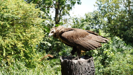 Aegypius monachus, commonly known as the Cinereous Vulture or Monk Vulture, is one of the largest...