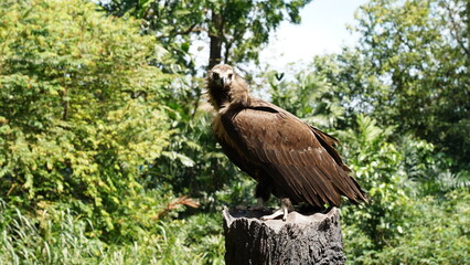 european black vulture|Aegypius monachus|黑兀鷲