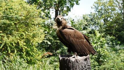european black vulture|Aegypius monachus|黑兀鷲
