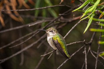 Anna's hummingbird (Calypte anna) sleeping on a branch.