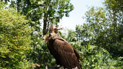 european black vulture|Aegypius monachus|黑兀鷲
