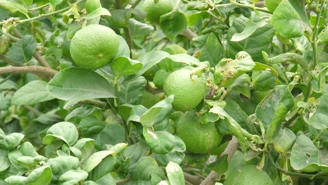 Lime tree with fruits closeup. Shot of green lemon in tree. Green Lemons tree in the garden with daylight.

