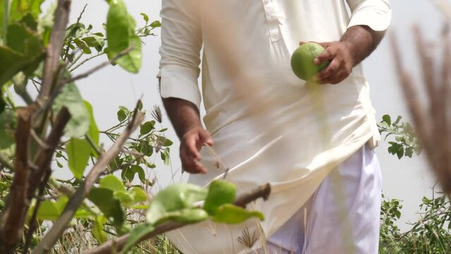 Close up shot of man hand harvesting green lemon from the tree. Farmer picking lemons from the tree on the farm

