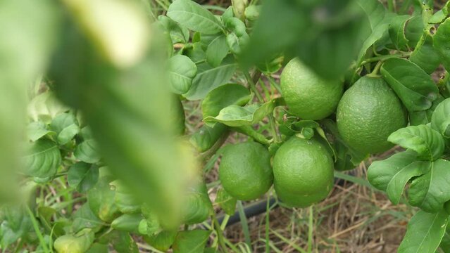 Close up shot of unmatured sweet lemon hanged in the tree. Green Lemons tree in the garden with daylight.
