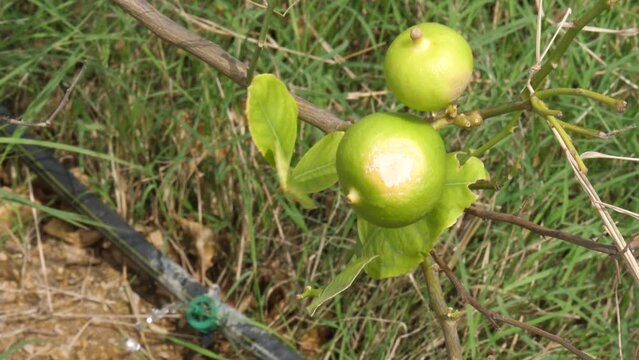 Green lemons on tree in garden. 

