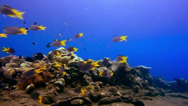 Static underwater shot of school of goldbelly damsel tropical fish swimming in tropical waters of Indonesia