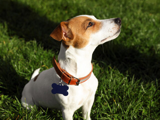 Beautiful Jack Russell Terrier in dog collar with metal tag on green grass outdoors