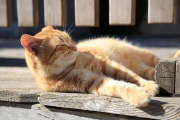 Lonely stray cat outdoors on sunny day . Homeless animal