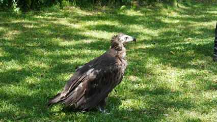 european black vulture|Aegypius monachus|黑兀鷲