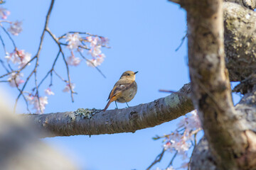 満開の桜にとまるジョウビタキ