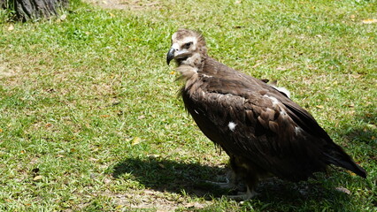 european black vulture|Aegypius monachus|黑兀鷲