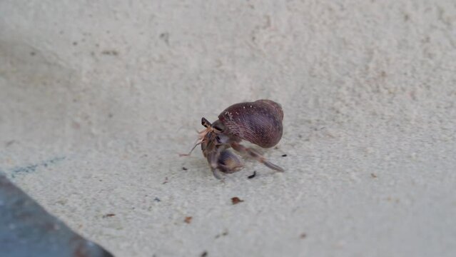 Hermit crab crawls along the sand, moving quickly with its claws. Crustacean spends most of its life on land. Small mollusk in search of food, it feeds on both plant and animal food.