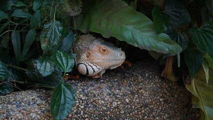 Iguana in nature habitat (Latin - Iguana iguana). Close-up image of large herbivorous lizard sitting on a tropical jungle tree with green leafs 