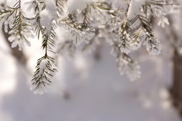 Close Up Snow Covered Winter Spruce Frost Branches. Christmas Tree Background.