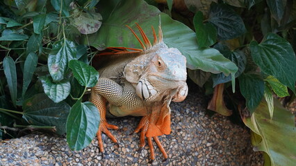 Iguana in nature habitat (Latin - Iguana iguana). Close-up image of large herbivorous lizard sitting on a tropical jungle tree with green leafs 