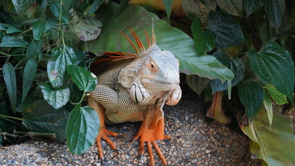 Iguana in nature habitat (Latin - Iguana iguana). Close-up image of large herbivorous lizard sitting on a tropical jungle tree with green leafs 