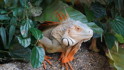 Iguana in nature habitat (Latin - Iguana iguana). Close-up image of large herbivorous lizard...