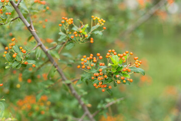 Obraz na płótnie Canvas Close Up Orange Berries on Green Leaves Defocused Background.