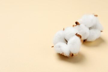 Beautiful cotton fluffy flowers on beige background, closeup. Space for text