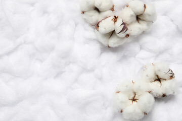 Cotton flowers on white fluffy background, flat lay Space for text