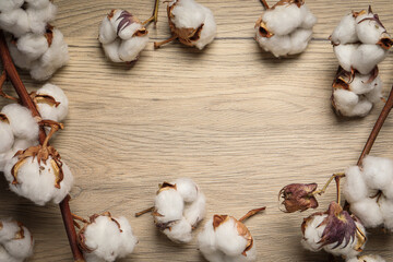 Dry cotton branches with fluffy flowers on wooden table, flat lay. Space for text