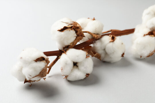 Dried cotton branch with fluffy flowers on white background, closeup