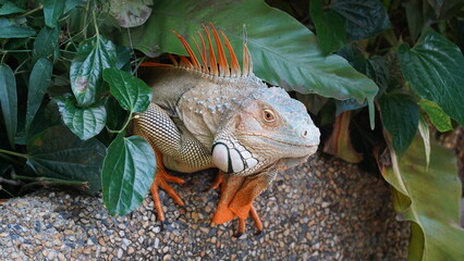 yellow iguana|Iguana iguana|黃鬣蜥|美洲鬣蜥
