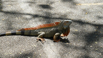 yellow iguana|Iguana iguana|黃鬣蜥|美洲鬣蜥