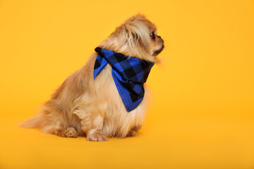 Cute Pekingese dog with bandana on yellow background. Space for text