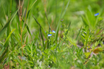 オオイヌノフグリ