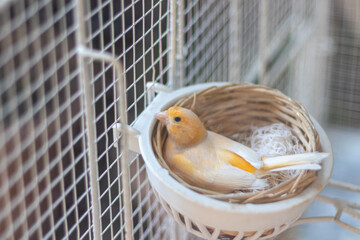 canary in its nest