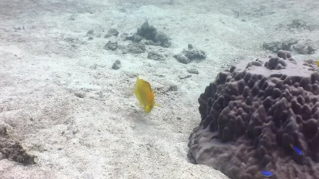 Two yellow coris wrasses chasing each other around corals on the sea bed, following shot