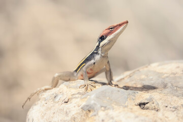 Portrait of a male long-nosed dragon (Gowidon longirostris) displaying on a rock, central Australia 