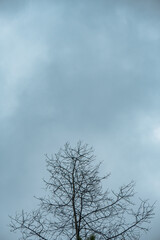A tree with many Twigs and few leaves in the Dry Season with a cloudy and dark blue sky