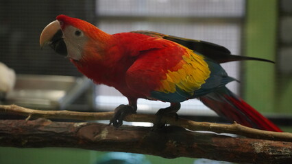 Cuban Macaw|Ara tricolor|古巴紅鸚鵡|紅金剛鸚鵡|三色金剛鸚鵡