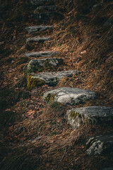 stream in the forest