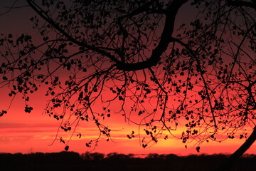 Tree limb silhouette at sunset.