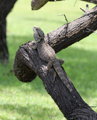 Eastern bearded dragon lizard reptile sitting on a tree trunk